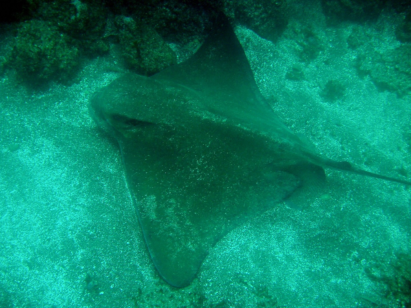 Bat ray (Myliobatis californica)