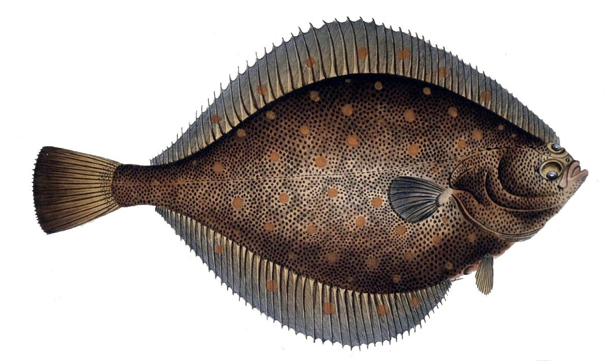 Morskaya kambala (Pleuronectes platessa) - Picture Fish