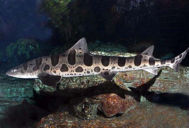 Tiburón leopardo (Triakis semifasciata)