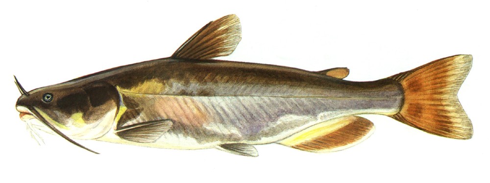 Katzenwels (Ameiurus)