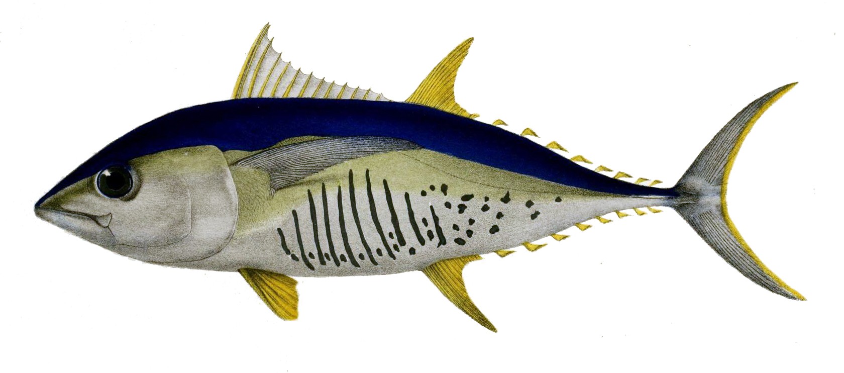 Тунцы (Thunnus)