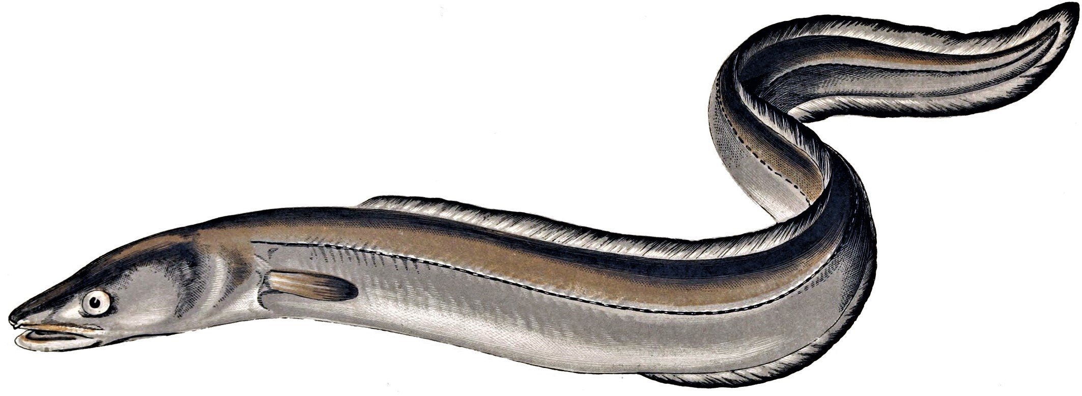 European conger (Conger conger)