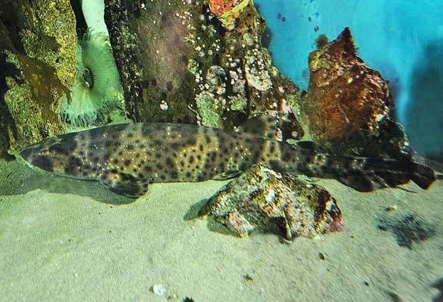 Swell shark (Cephaloscyllium ventriosum)