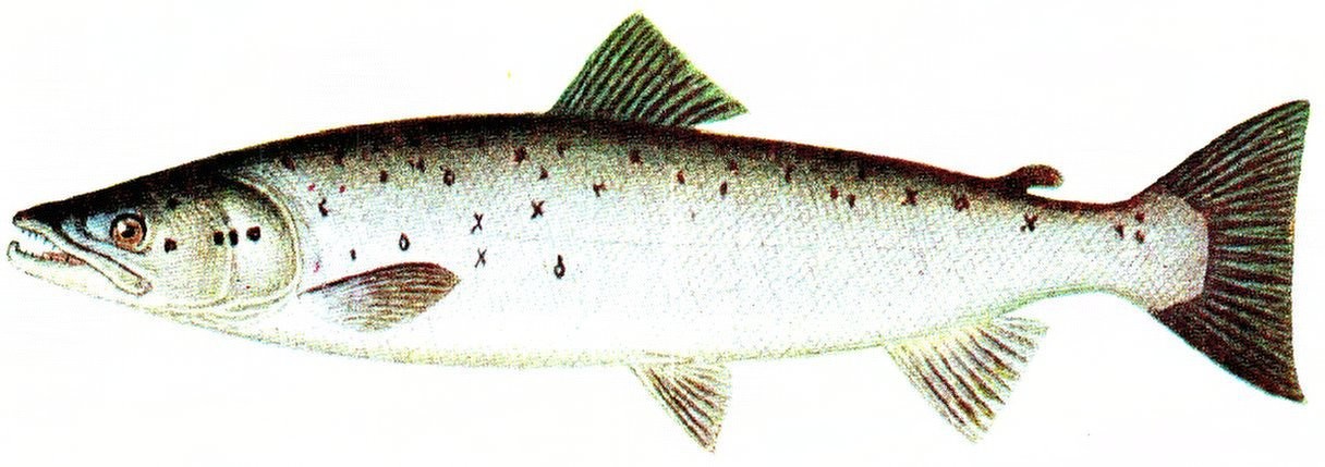 Atlantischer Lachs (Salmo salar)