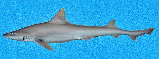 Dusky smooth-hound (Mustelus canis)