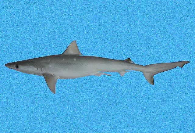 Atlantic sharpnose shark (Rhizoprionodon terraenovae)