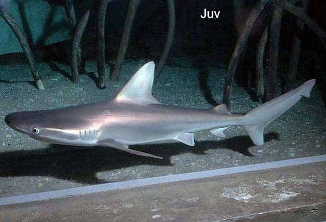 Sandbar shark (Carcharhinus plumbeus)