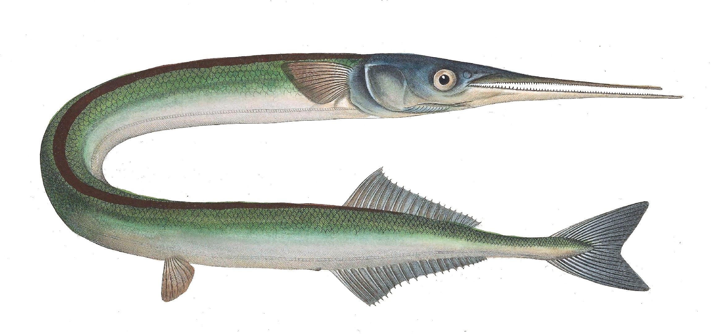 Garfish (Belone belone)