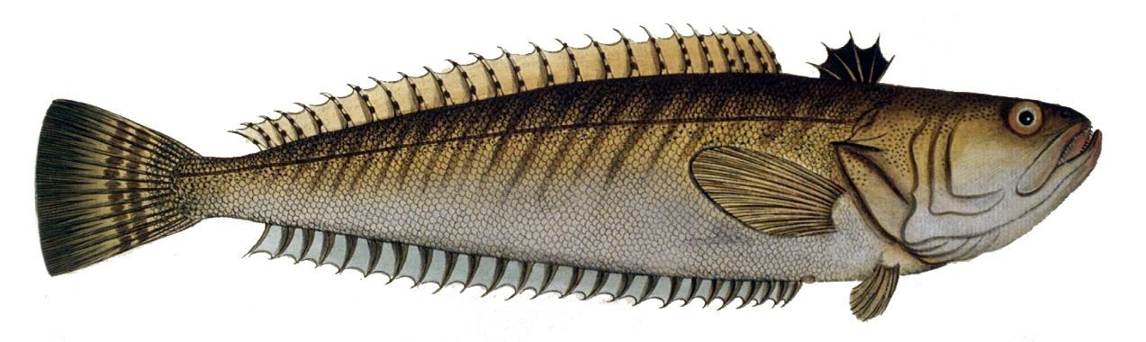 Trachinus draco (Trachinus draco)