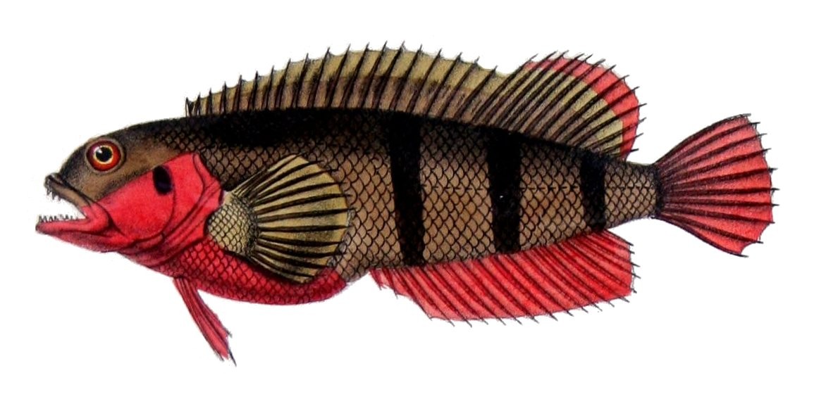 Caboz (Labrisomus nuchipinnis)