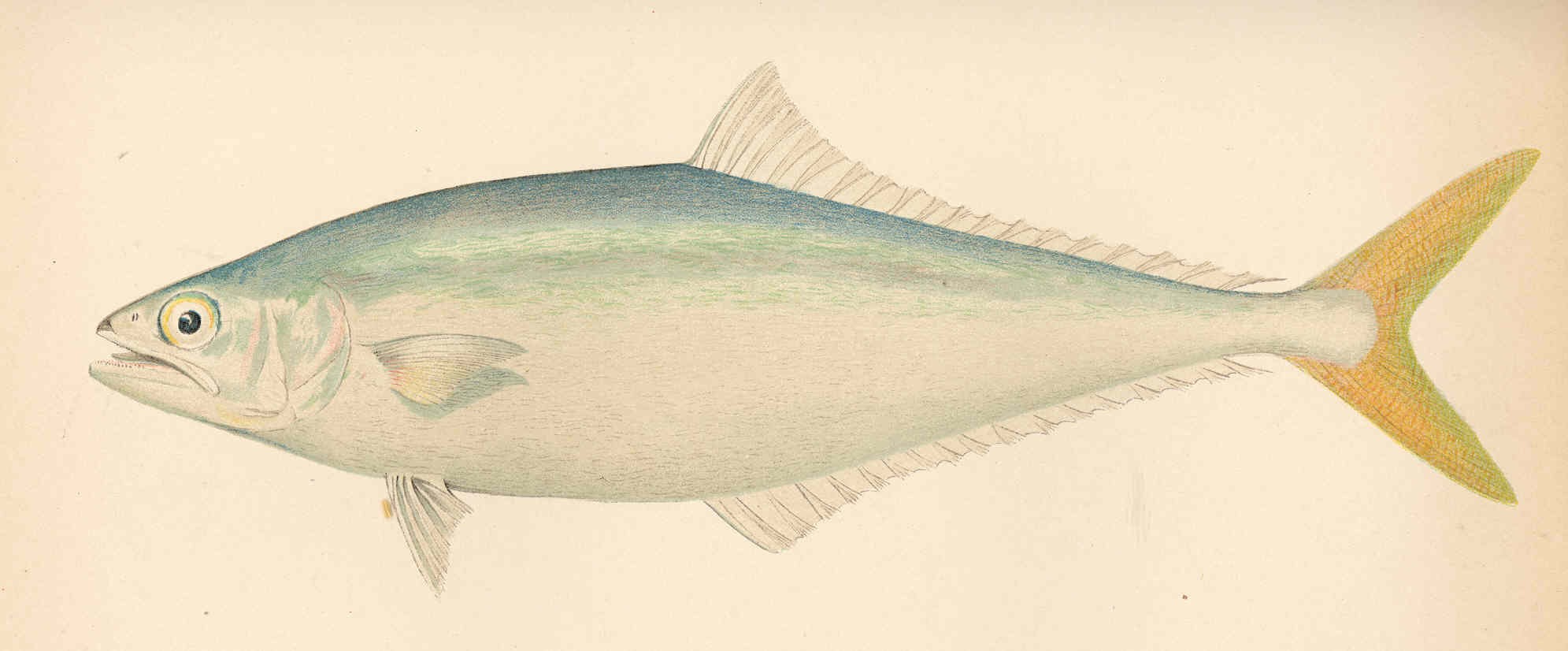 Leatherjacket fish (Oligoplites saurus)