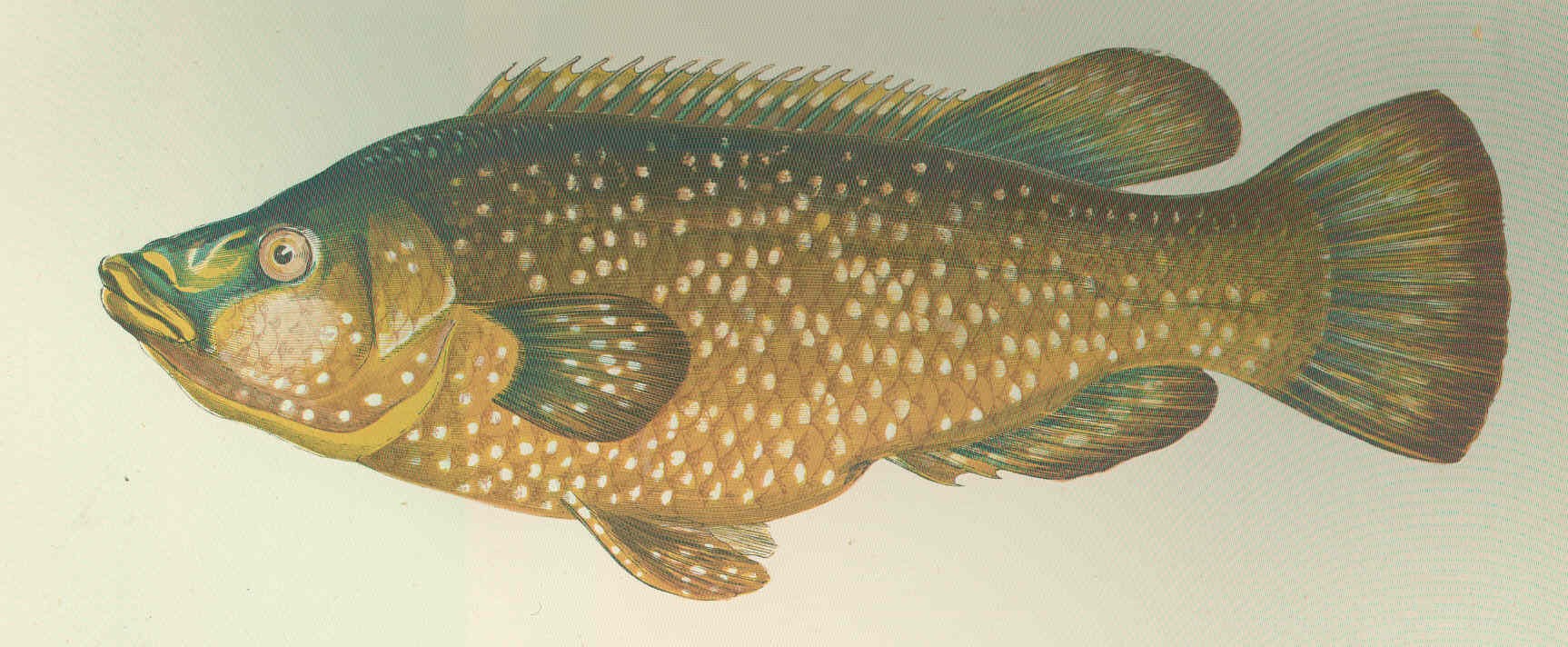 貝氏隆頭魚 (Labrus bergylta)