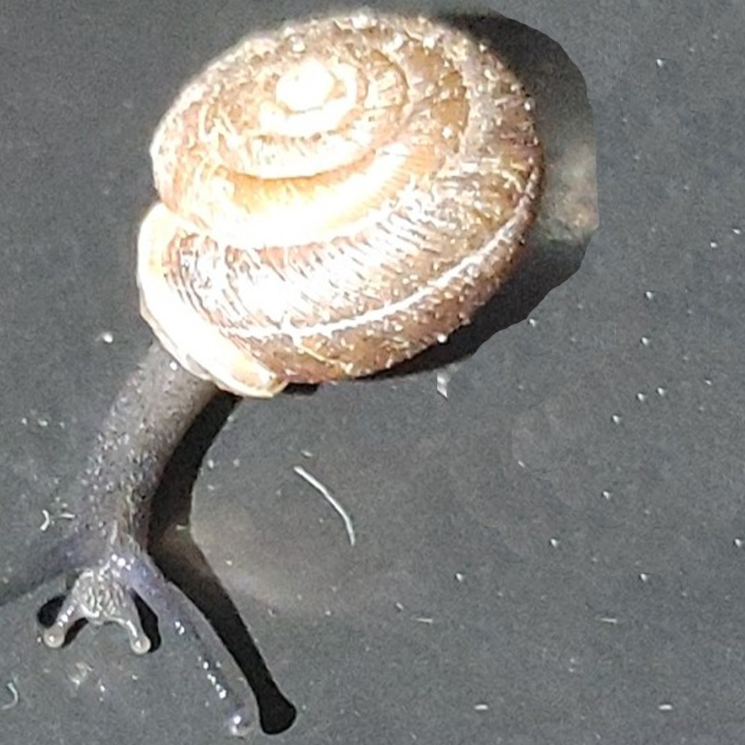 Gefleckte Schüsselschnecke (Discus rotundatus)