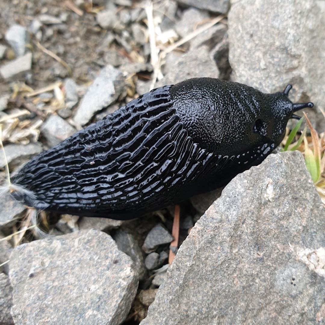 Schwarze wegschnecke (Arion ater)