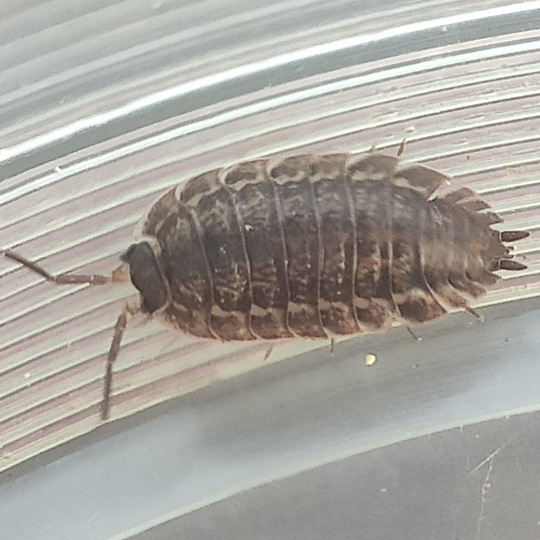 Common shiny woodlouse (Oniscus asellus)