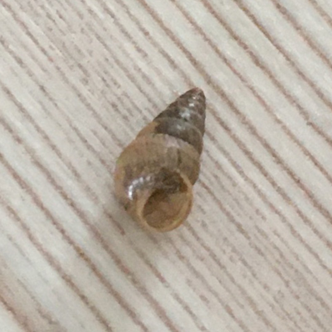 Pillar snails (Cochlicopa)