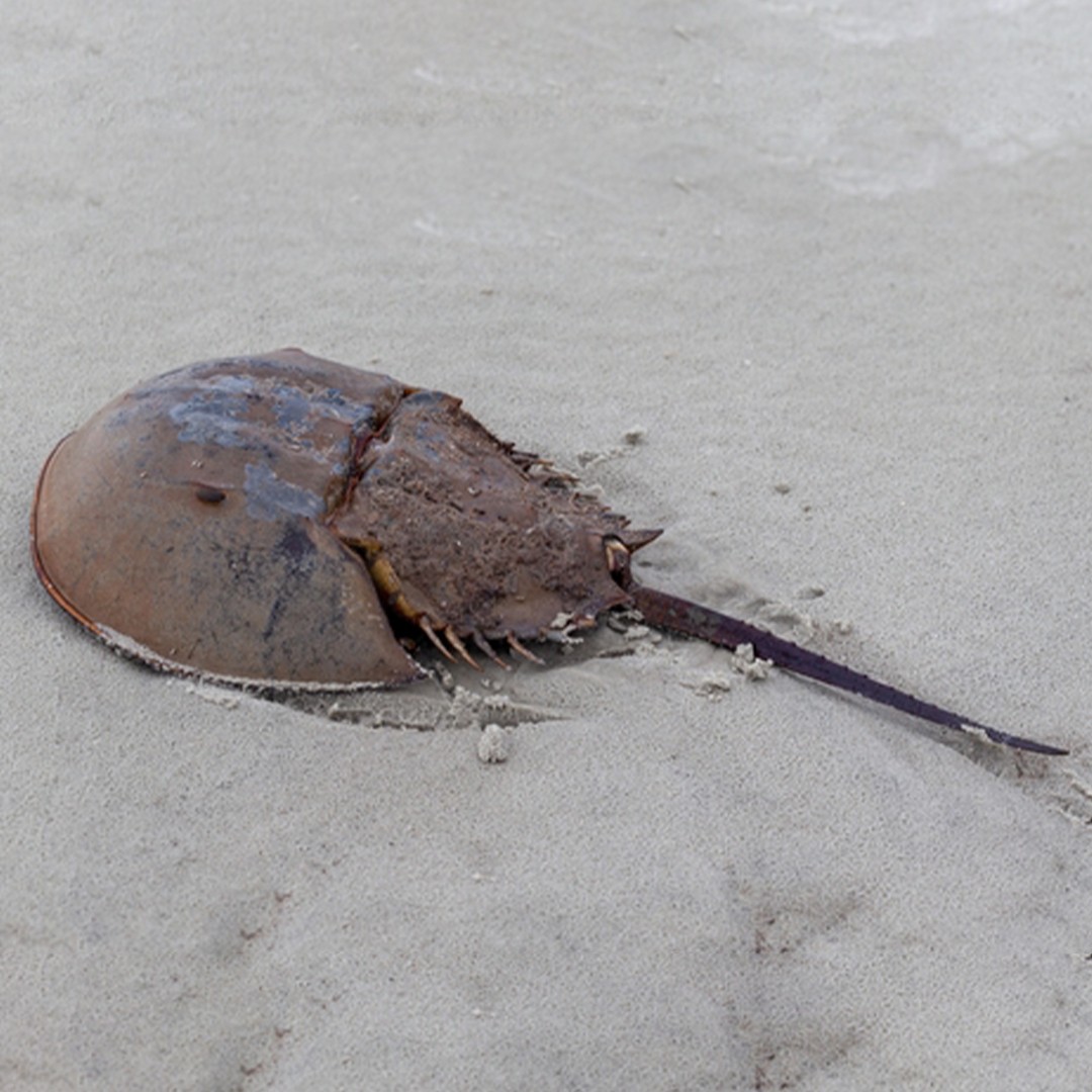 アメリカカブトガニ属 (Limulus)