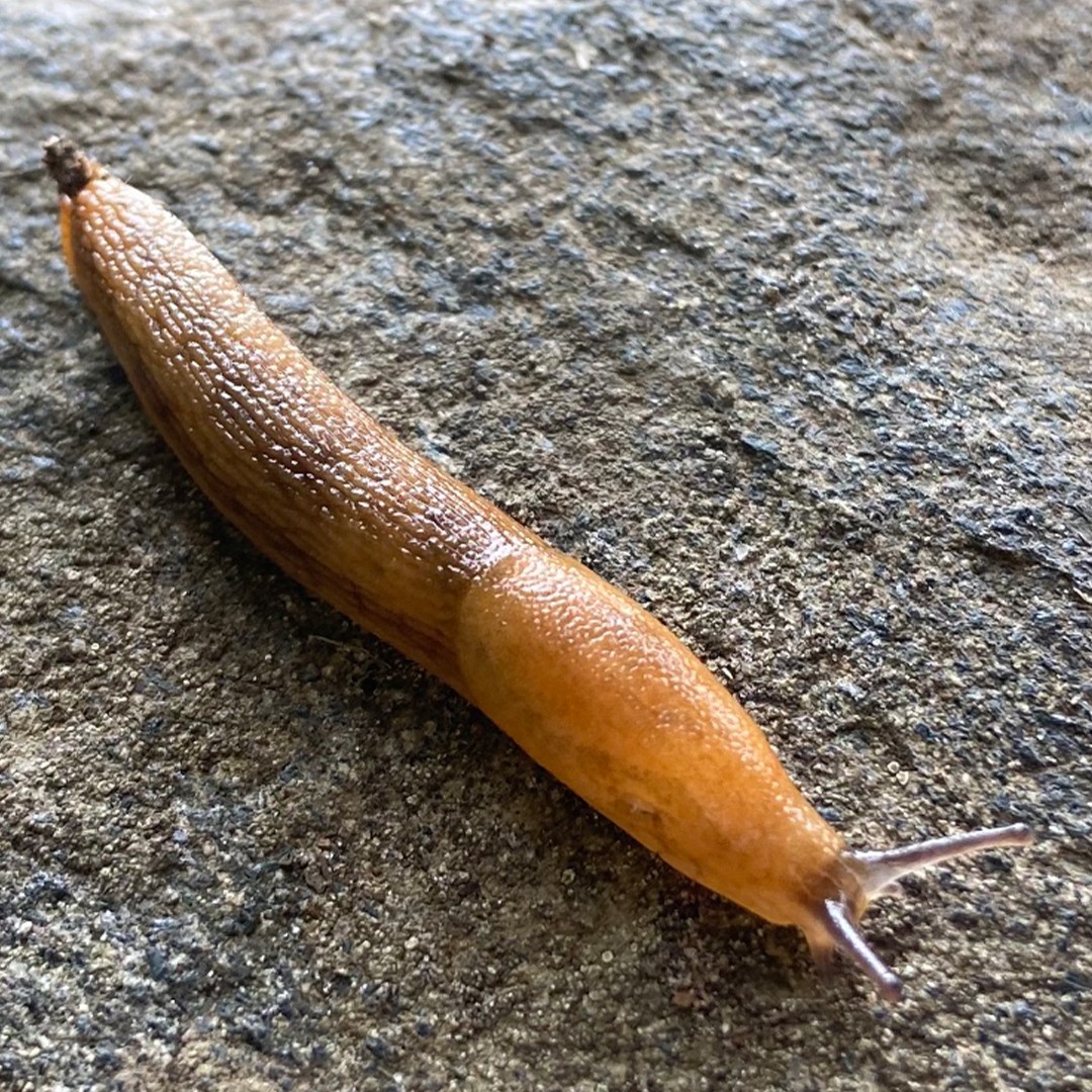 Oranjebruine wegslak (Arion subfuscus)