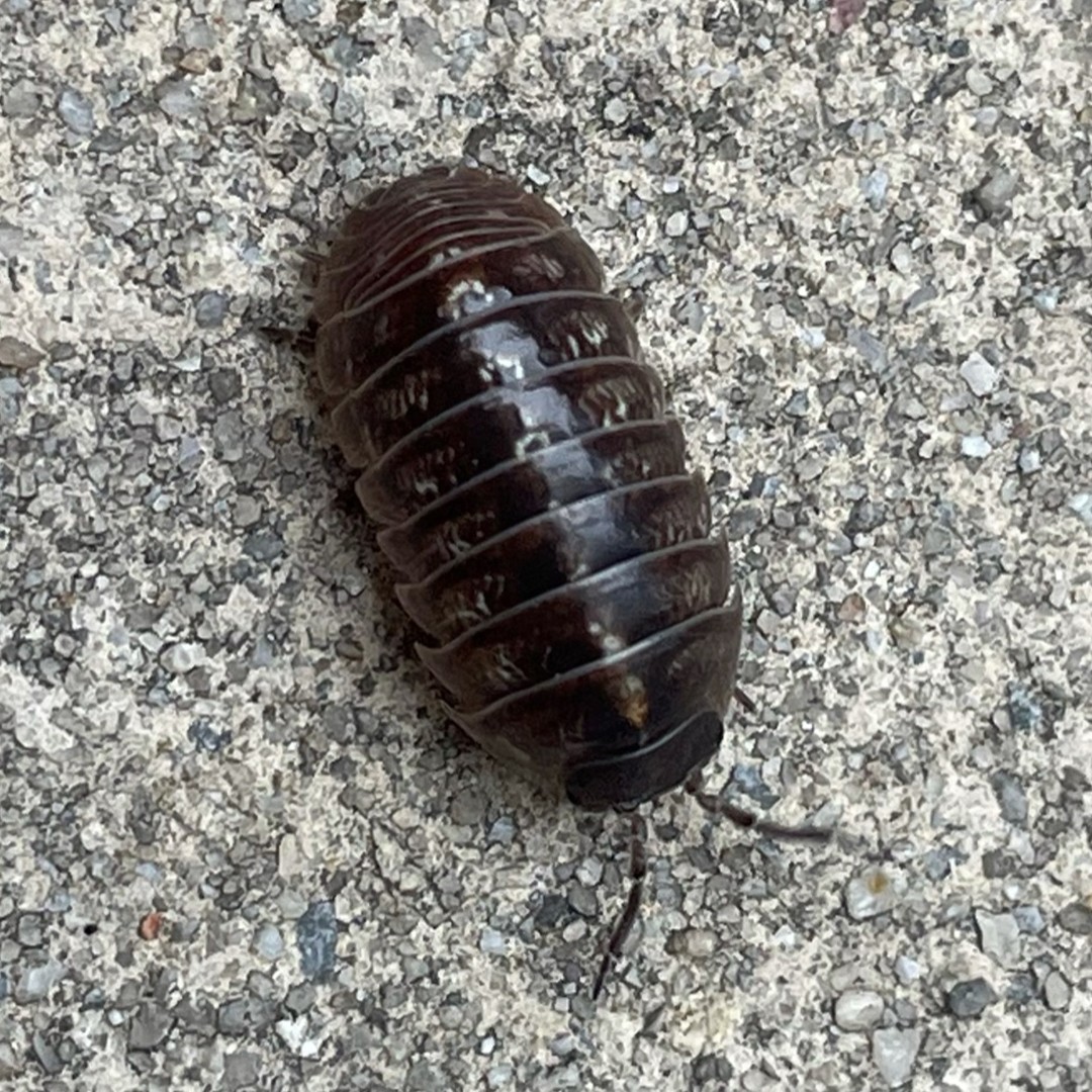 Мокрица-броненосец обыкновенная (Armadillidium vulgare)