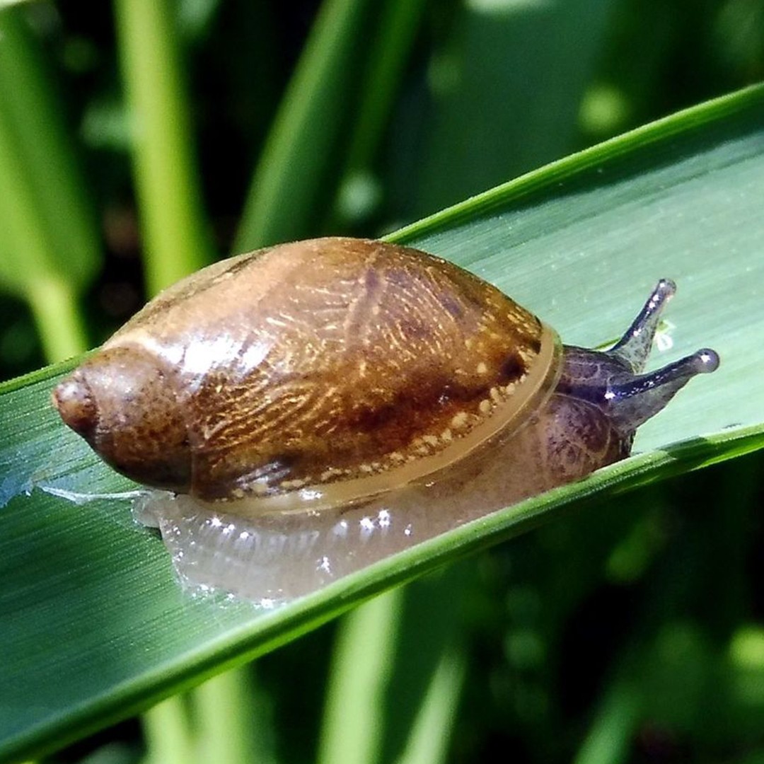 European ambersnail (Succinea putris)